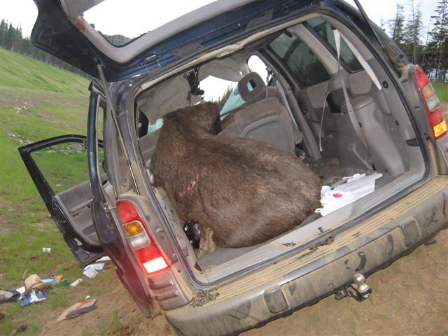 Spring Driving tips watching out for wildlife on Saskatchewan roads